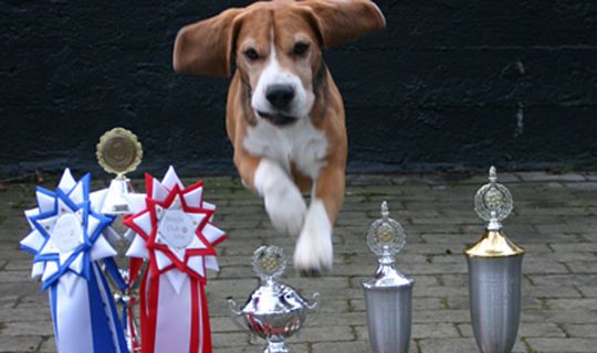 �rets f�rste agilityst�vne