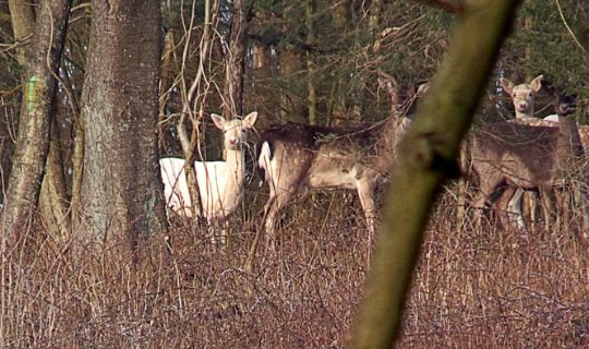 Historien om den hvide Bambi
