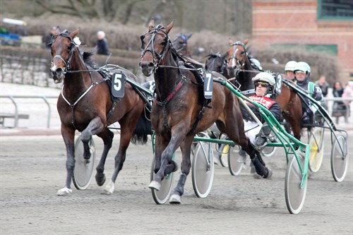 Delvis bornholmsk ejede travhest til tops i K�benhavn