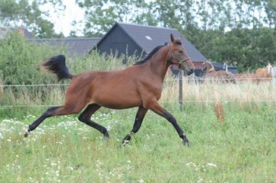 Aarhus-tr�ner lun p� Bornholms storl�b