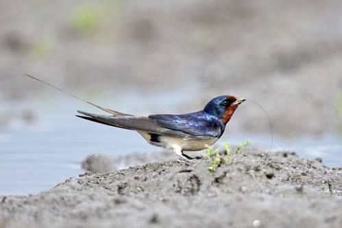 Fuglenes dag er n�r