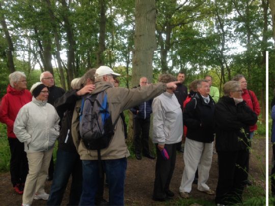 Golffugle og Birdies