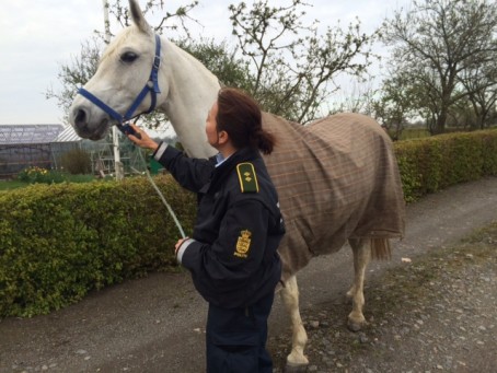 Ejer til lys hoppe s�ges