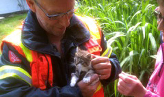 Kat i klemme mellem v�gge