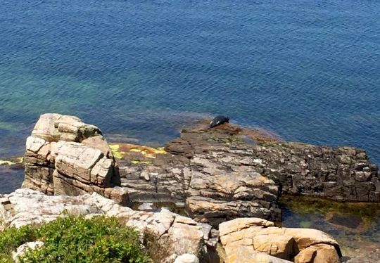 S�l set ved selvsyn