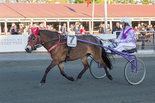 Ponytravkusk p� DM-medaljejagt