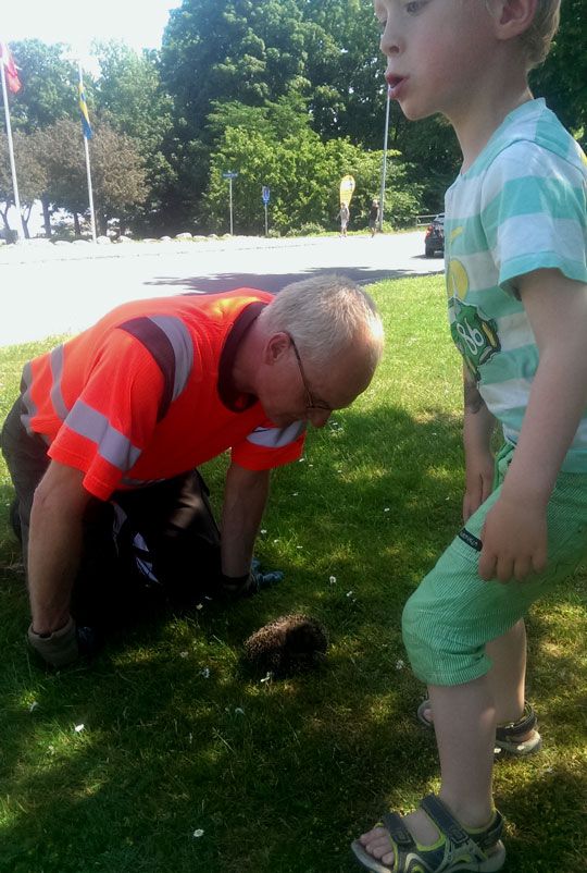 4-�rige Sofus fik reddet n�dstedt pindsvin