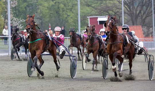 Dygtig travhest er handlet til hovedstaden