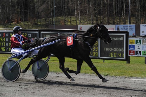 Bornholmerheste debuterer p� Lunden