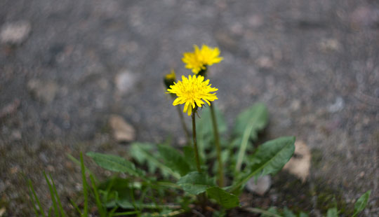 BRK vil tilbage til at bruge ukrudtsgift