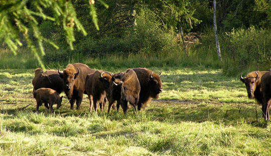 Flere d�dsfald i Bisonskoven