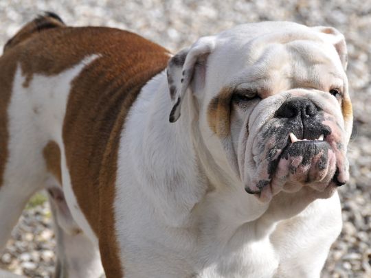 Kamphund gik til angreb