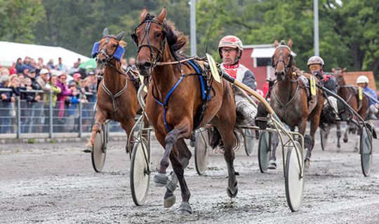 Hesteveteran satser p� efter�rsl�b i Sverige og K�benhavn