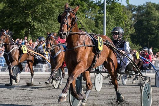 Sejrshest m�ske retur til Bornholm