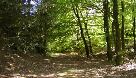 B�redygtige kommunale skove