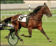 Bornholmer til tops i k�benhavnsk hesteauktion