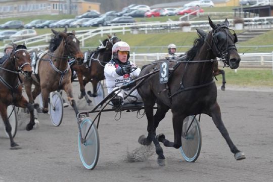 Sp�ndende hest i K�benhavn handlet til Bornholm