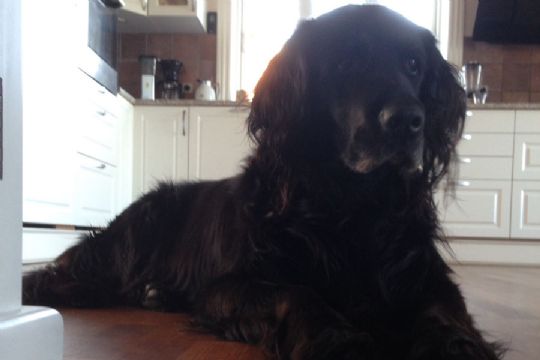 Olfert er fundet � i live