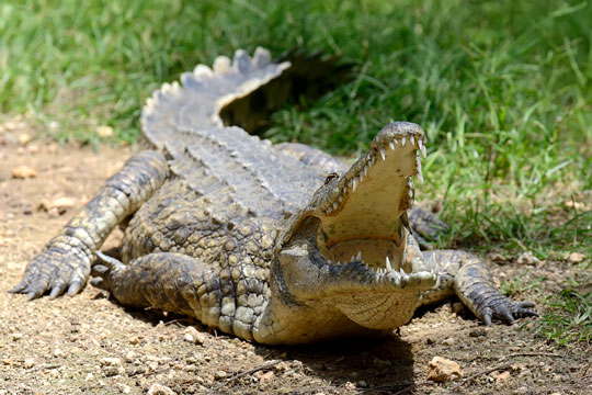 Hotel Fredensborg serverer krokodille