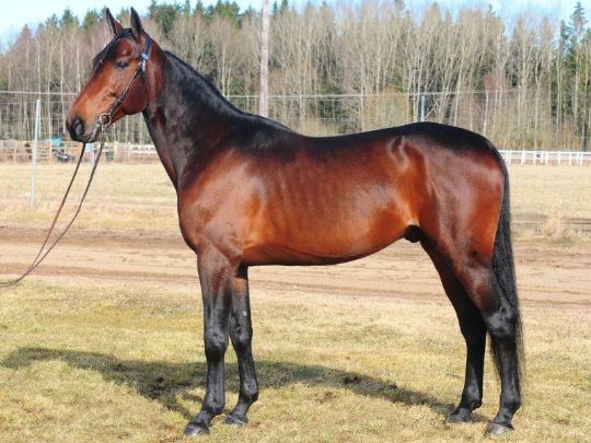 Avlshingste p� Bornholm meldes i dansk storl�b