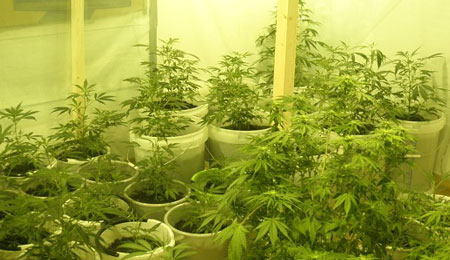 36-�rig mand dyrkede cannabis i hjemmet