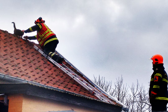 Felix reddet efter et d�gn p� tag