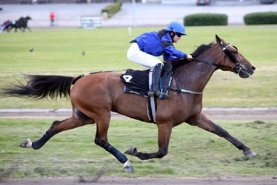 Bornholmsk ejet hest til start i Tyskland