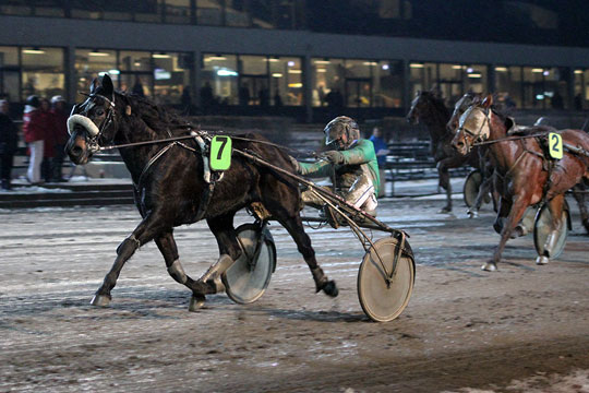 Bornholmsk ejet hest til tops i Lunden