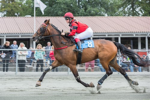 Dansk mester p� Bornholm i comeback p� galopbanen