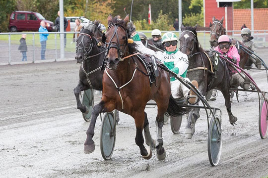 Andelsstald har k�bt talentfuld travhest