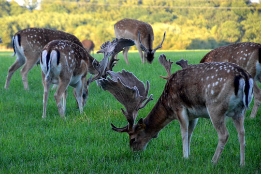 D�vildt i Bodilsker slippes l�s