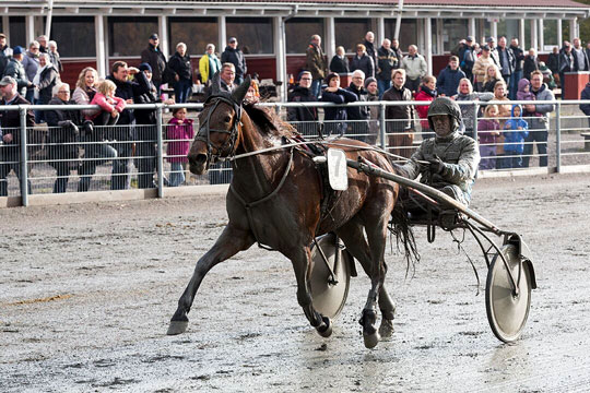Bornholmer udnytter fork�bsret i travhest
