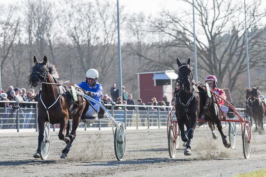 Delvis bornholmskejet travhest i l�b om 367.000 kroner