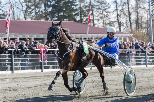 Bravo Hornline k�ret som �rets travhest