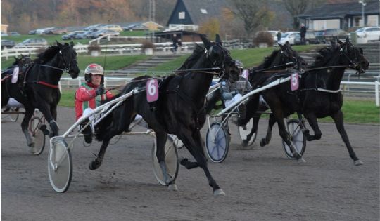 Sidste start i �r for delejet bornholmsk tophest