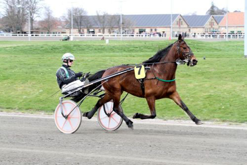 Hollandskf�dt travhest solgt til Bornholm