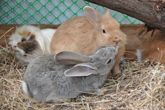 S� er der vaccine til tamkaniner