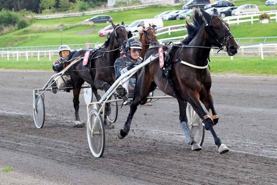 Bornholmskejet travhest med vinderchance i dag