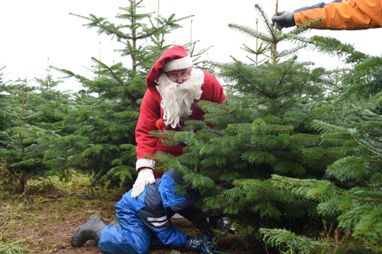 Julemanden hjalp med juletr�et