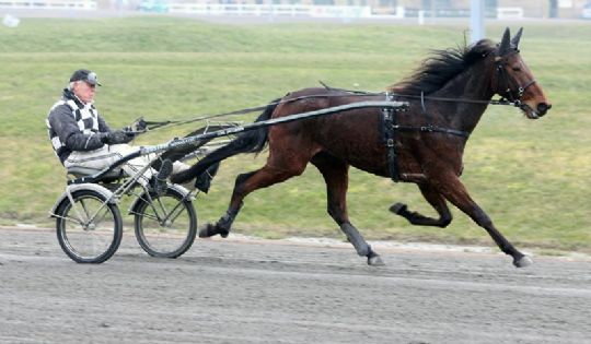 Delvis bornholmskejet travhest med i Sveriges eliteserie