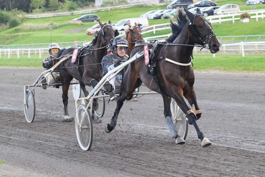 Bornholmskejet sejrshest drages ind i championatskamp