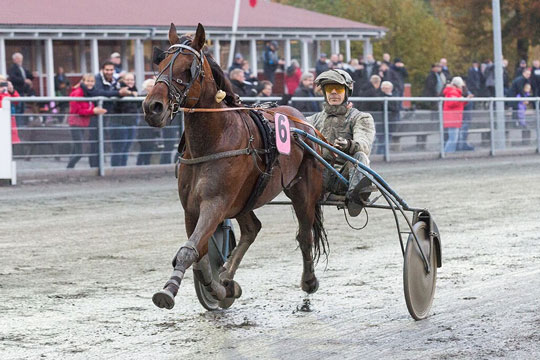 To kuske nomineret til landsd�kkende travgalla