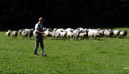 F�r sad fast i tornekrat