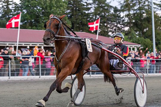 Tophesten What a Babe solgt til travbanen i Lunden