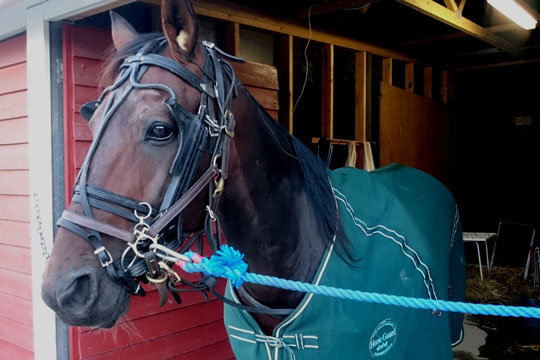 Open f�les som en helt ny hest