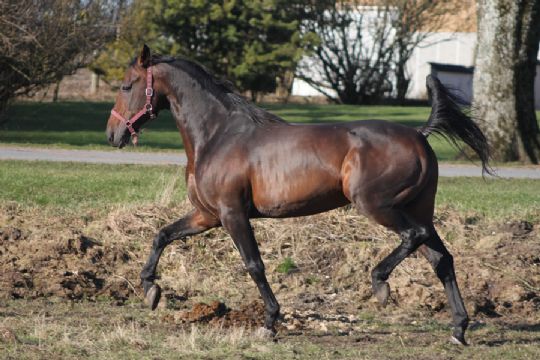 Sv�rt for hestepasser at tage afsked med DM-vinder