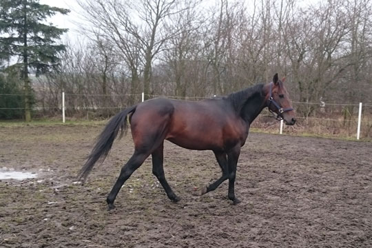 Selvsikker Open flyttede ind i Ibsker