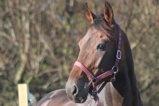 Bornholms nye travh�b p� �en om f� timer