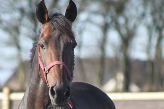 K�benhavnere g�r i Bornholms fodspor