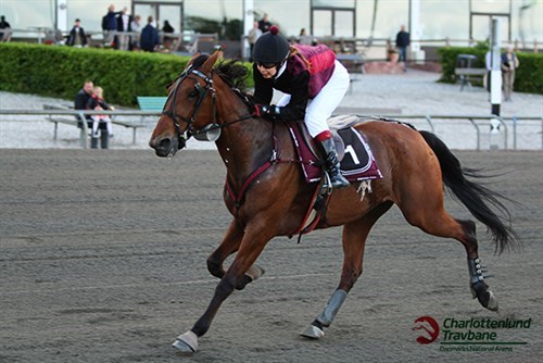 Ny hest handlet til Bornholm